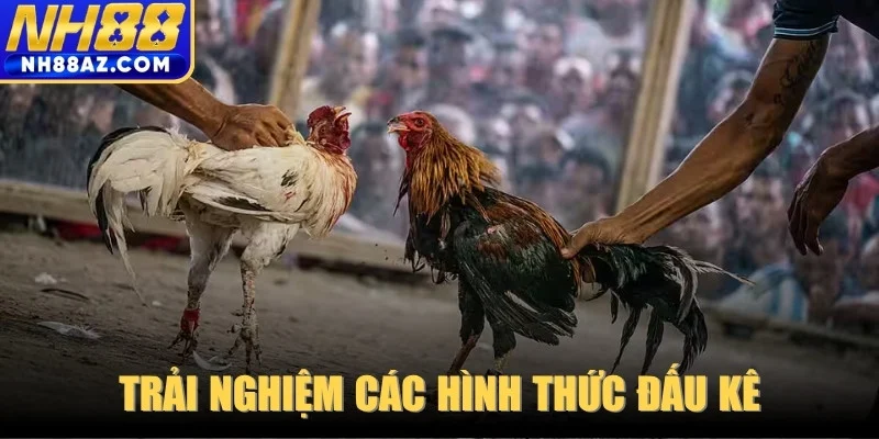 Trải nghiệm các hình thức đấu kê được yêu thích nhất hiện nay