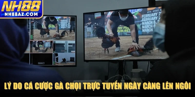 Khám phá lý do cá cược gà chọi trực tuyến ngày càng lên ngôi