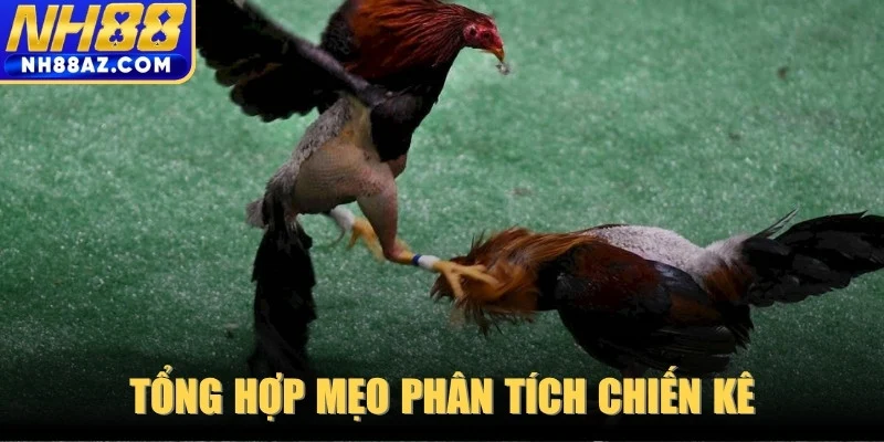 Tổng hợp mẹo phân tích chiến kê để luôn giành chiến thắng
