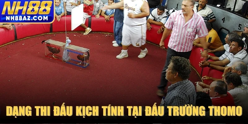 Một số dạng thi đấu kịch tính tại đấu trường thomo hiện nay