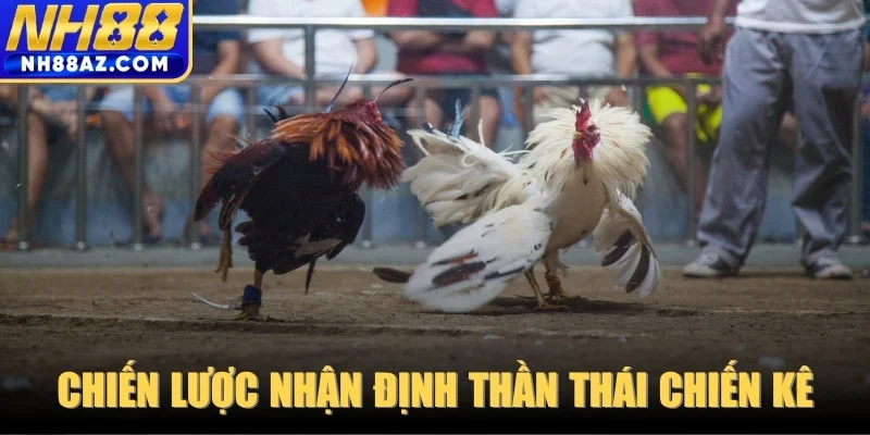 Chiến lược nhận định thần thái chiến kê chuẩn xác từ sư kê