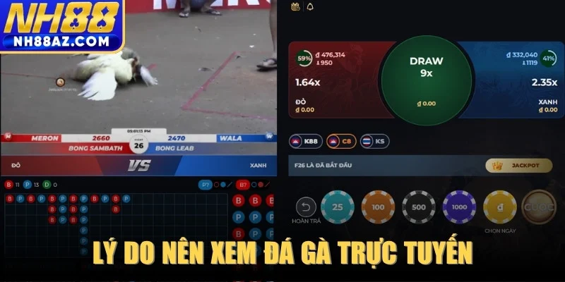Lý do nên xem đá gà trực tuyến thay vì trực tiếp