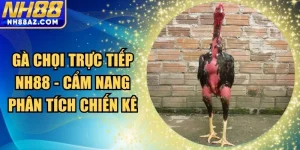 Gà chọi trực tiếp