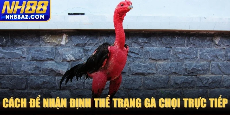 Cách để nhận định thể trạng gà chọi trực tiếp trước giờ xuất trận