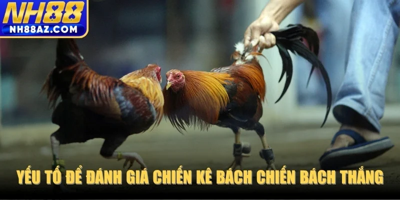 Những yếu tố để đánh giá một cựa sắt bách chiến bách thắng